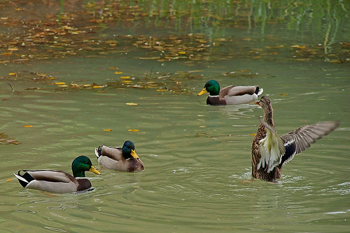 DSC_4068_NIKON Z 5_1200.jpg