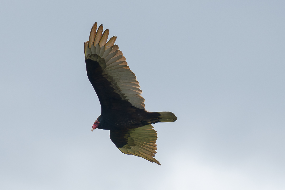 DSC_4107-Verbessert-RR.jpg