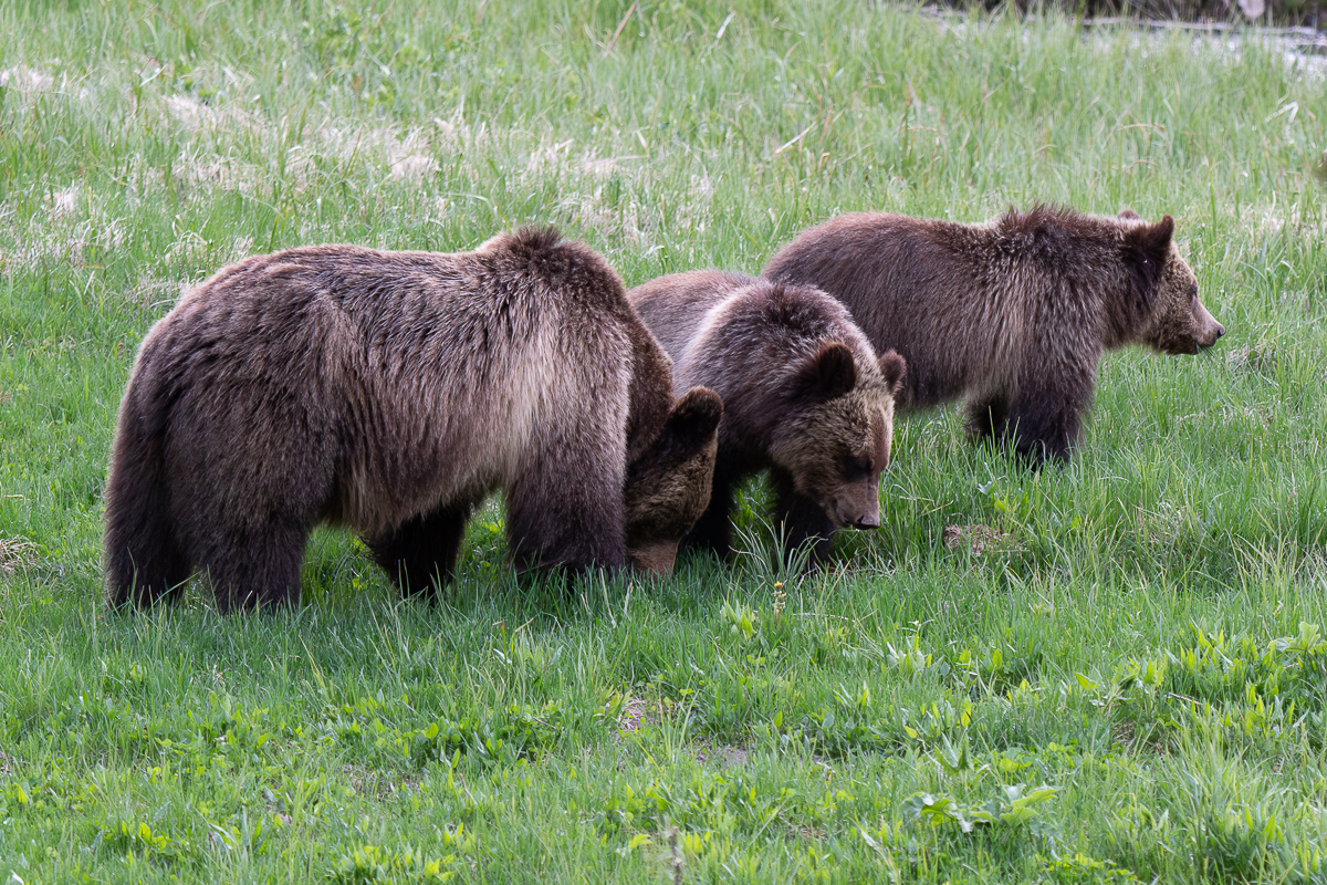 DSC_4114 (2)-Verbessert-RR.jpg