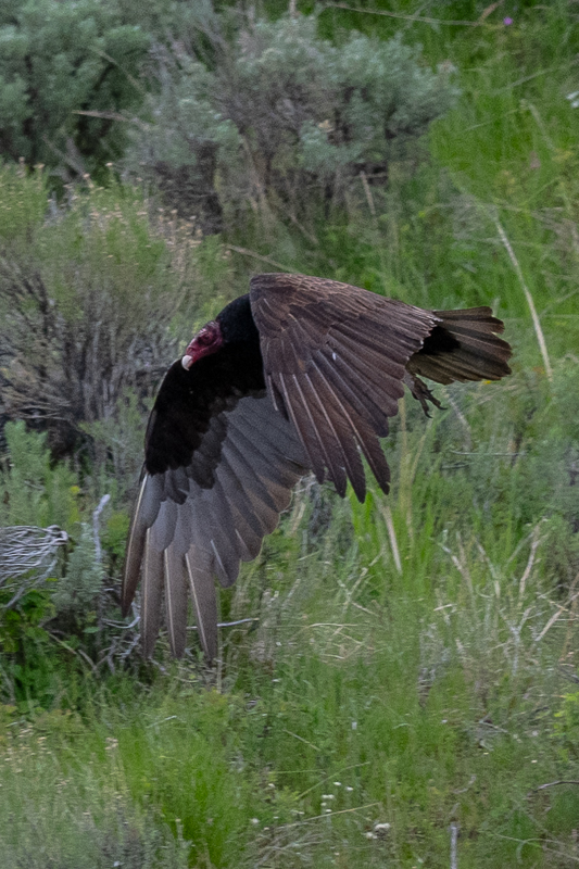 DSC_4115.jpg