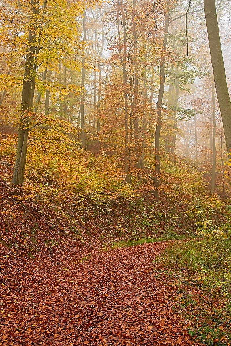 DSC_4121_NIKON Z 5_1200-2.jpg