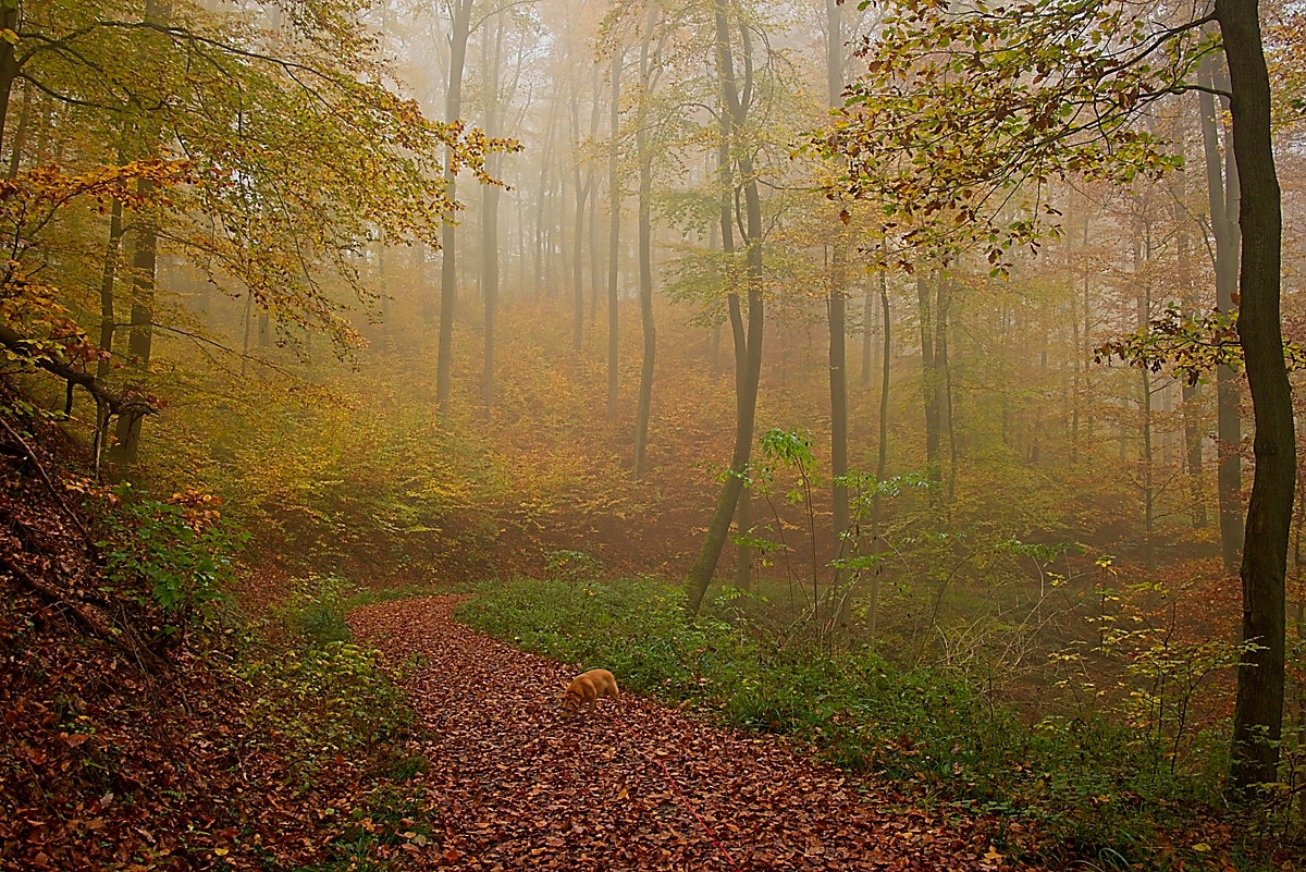 DSC_4123_NIKON Z 5_1200-2.jpg