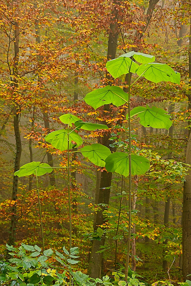 DSC_4129_NIKON Z 5_1200.jpg