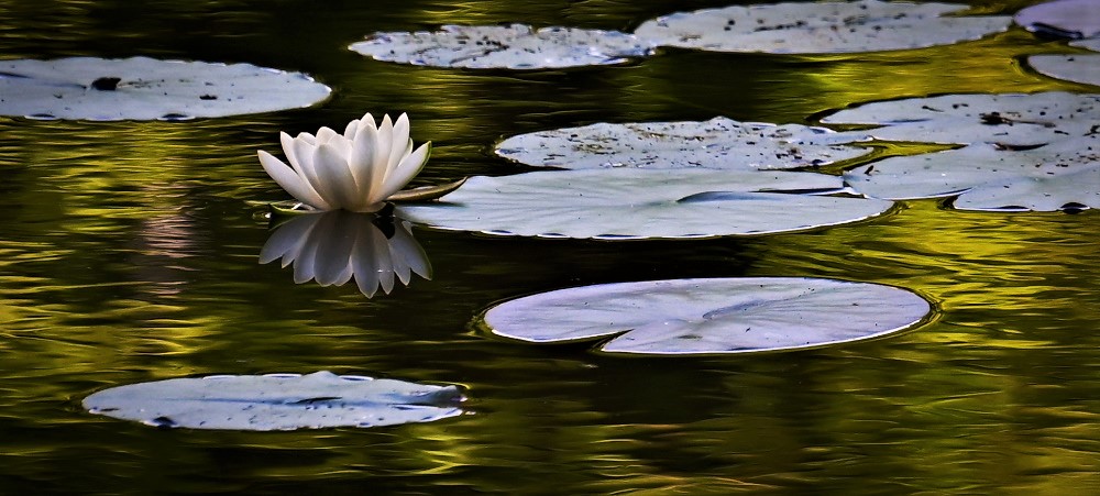 DSC_4133-.jpg