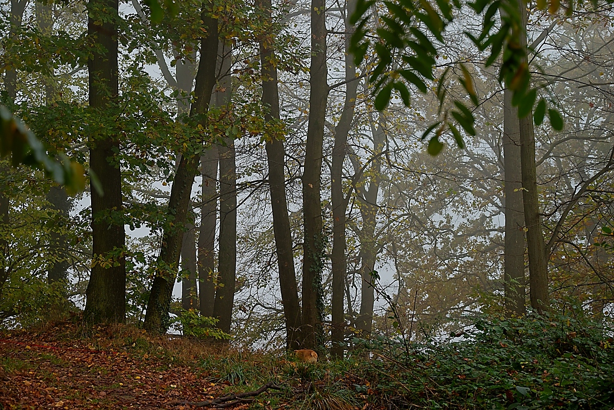 DSC_4133_NIKON Z 5_1200-2.jpg