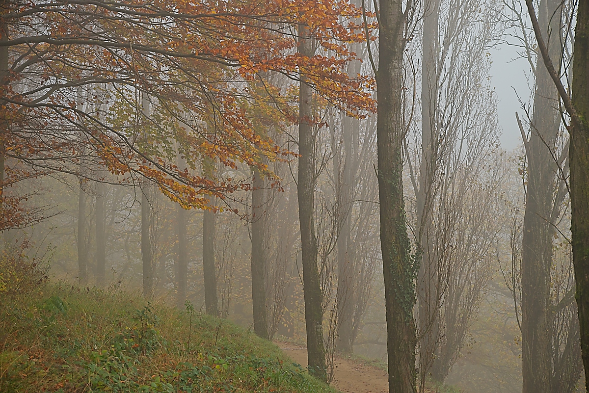 DSC_4140_NIKON Z 5_1200.jpg