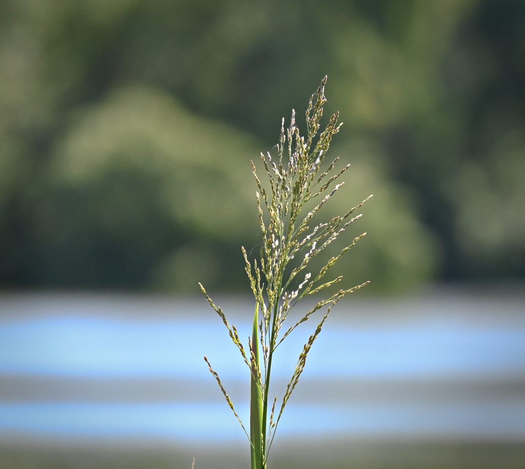 DSC_4187.jpg