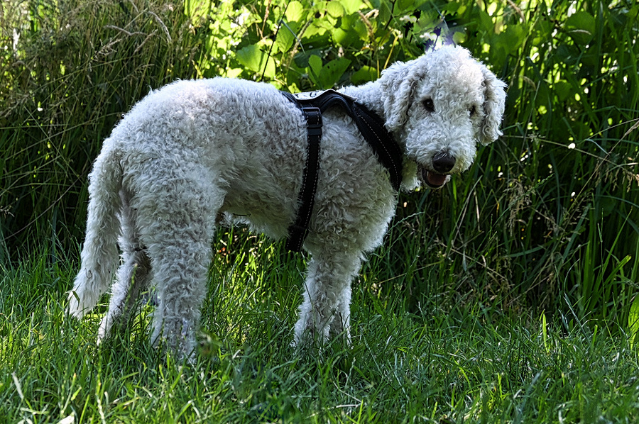 DSC_4191_layer_copy.jpg