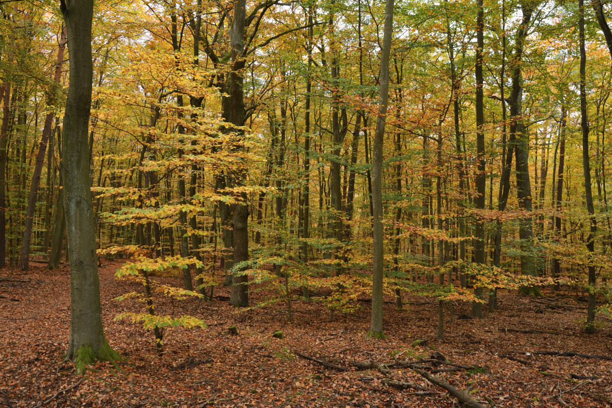 DSC_4204.JPG