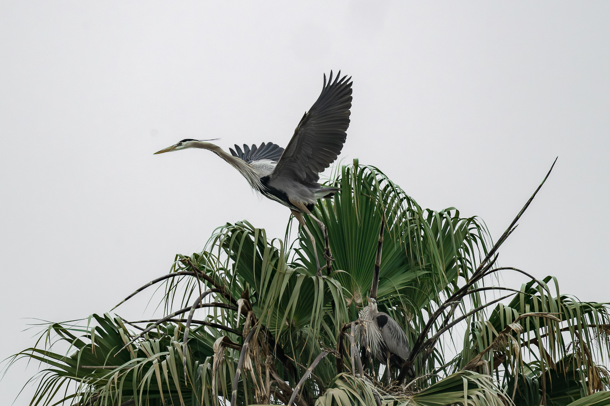 DSC_4208.jpg