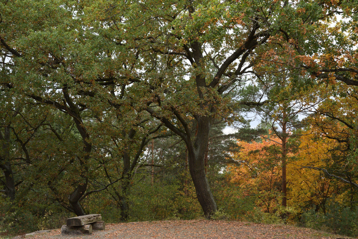 DSC_4213.JPG