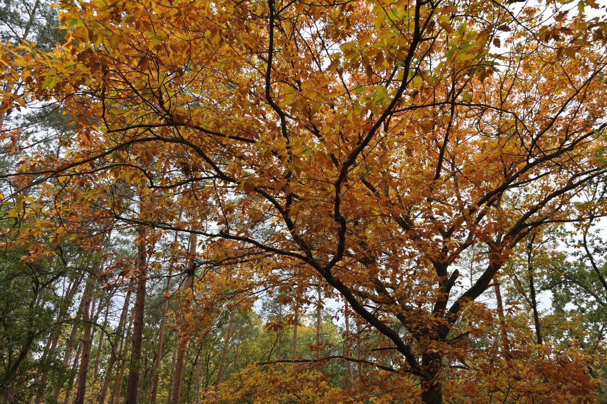 DSC_4217.JPG