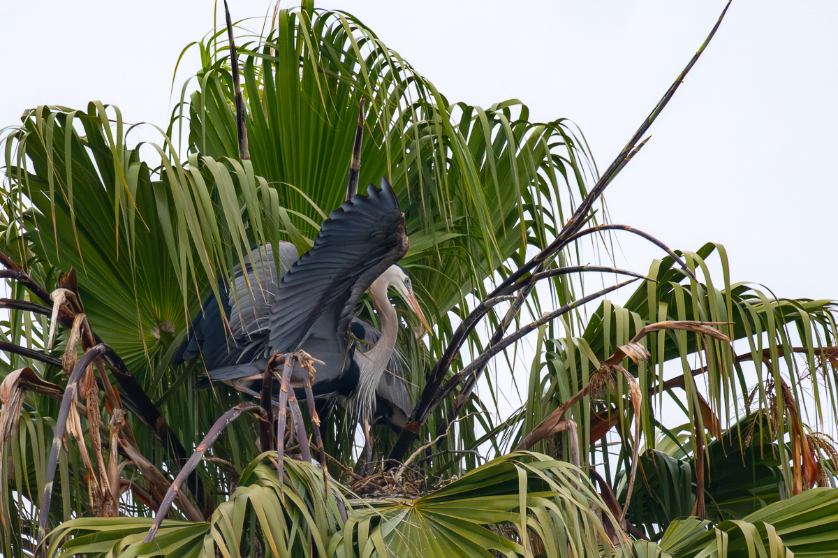 DSC_4230.jpg