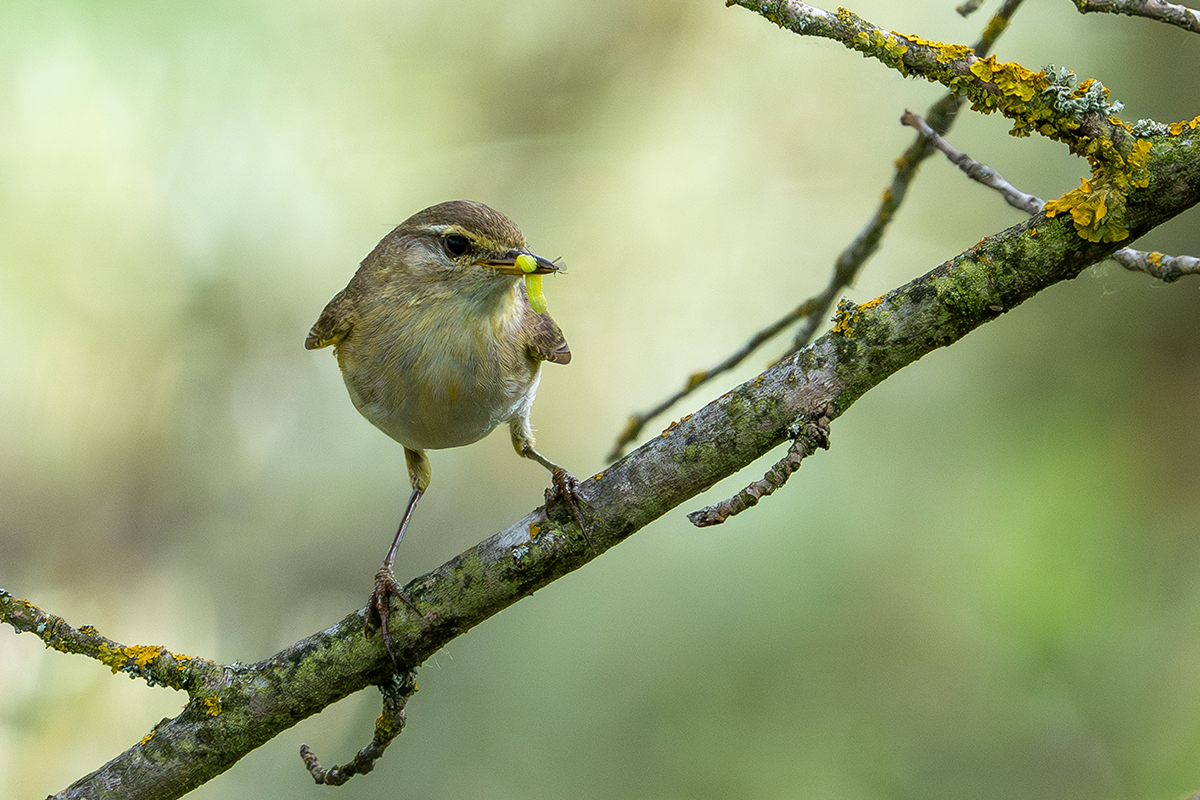 DSC_4261.jpg