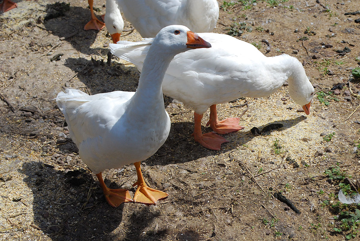 DSC_4285Sxl.jpg