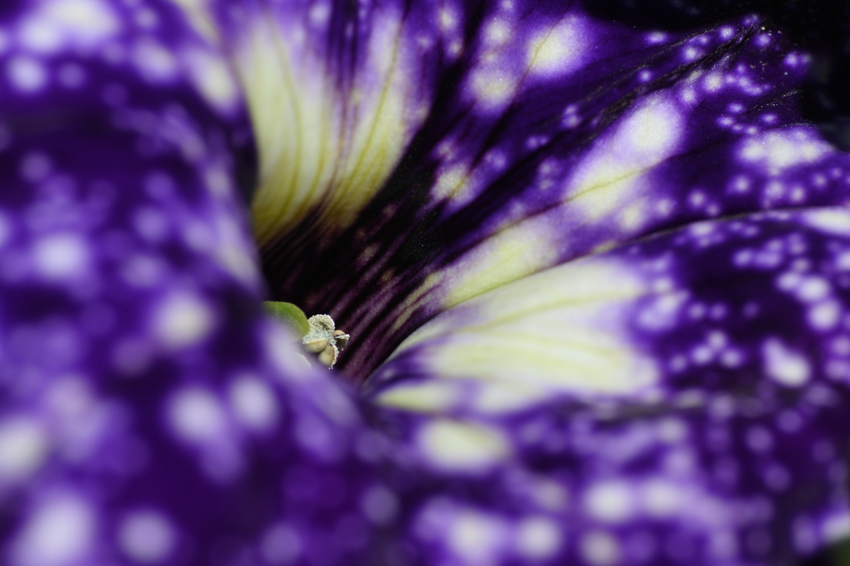 DSC_4297.JPG