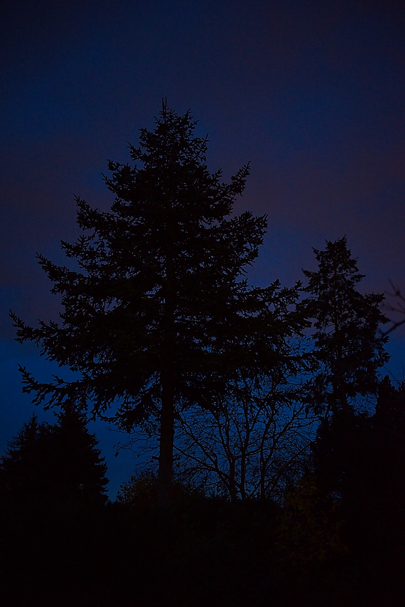 DSC_4301_NIKON Z 5_1200.jpg