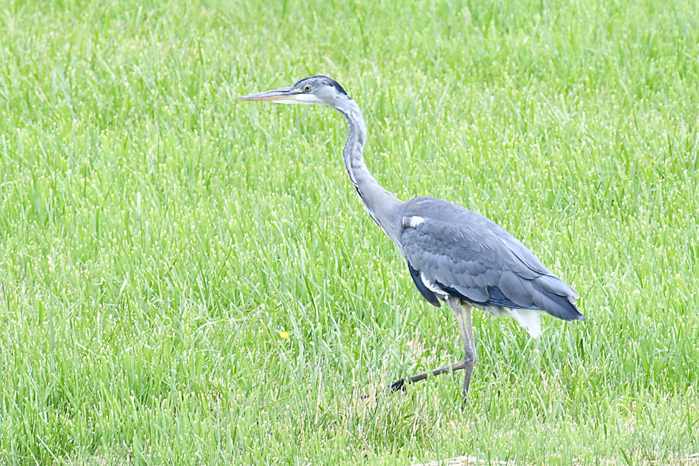 DSC_4302.jpg