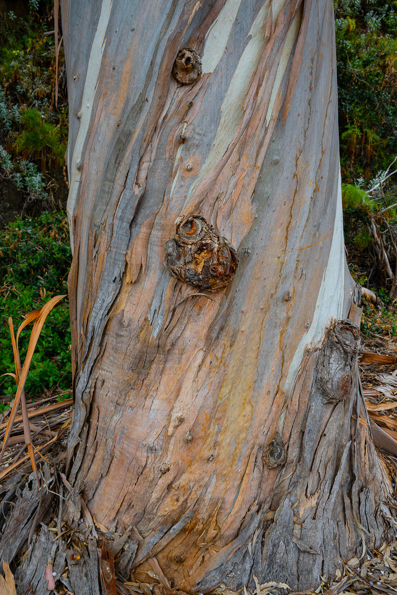 DSC_4333.jpg