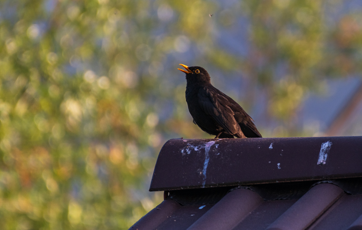 DSC_4341.jpg