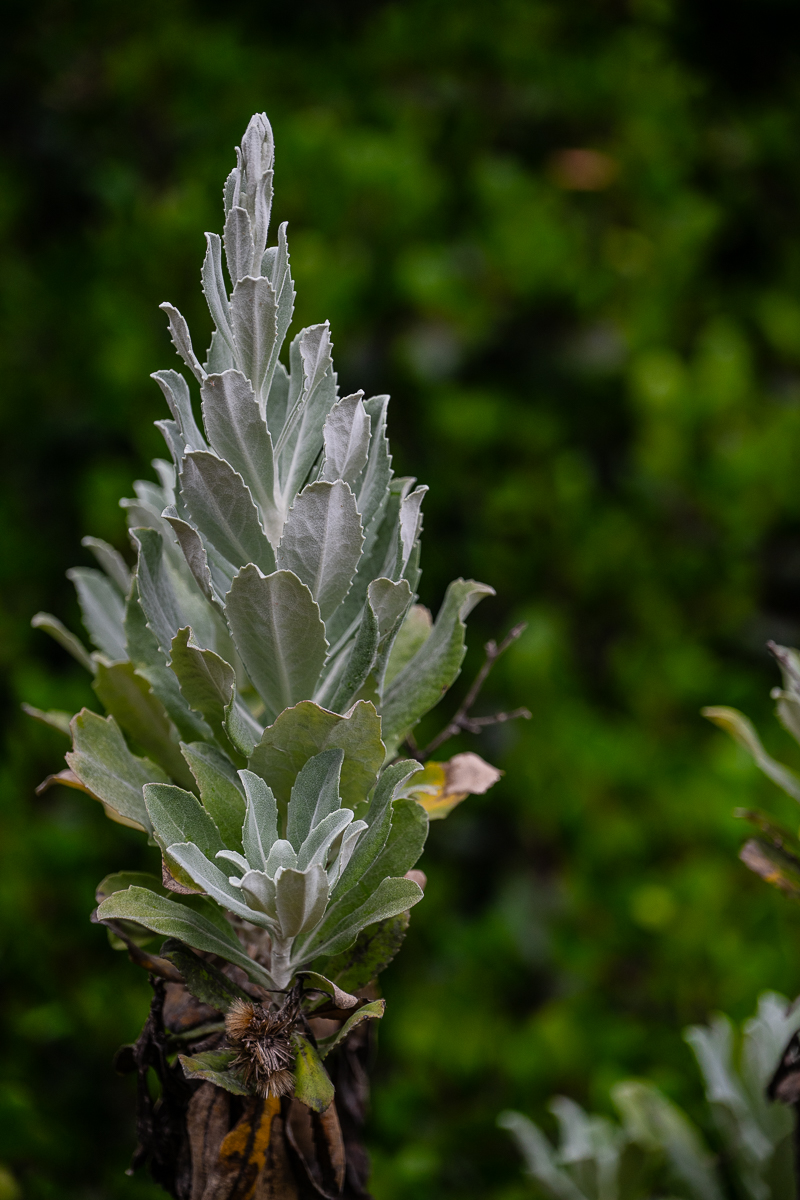 DSC_4343.jpg