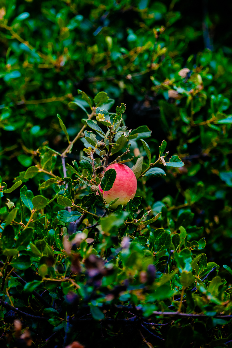 DSC_4344.jpg