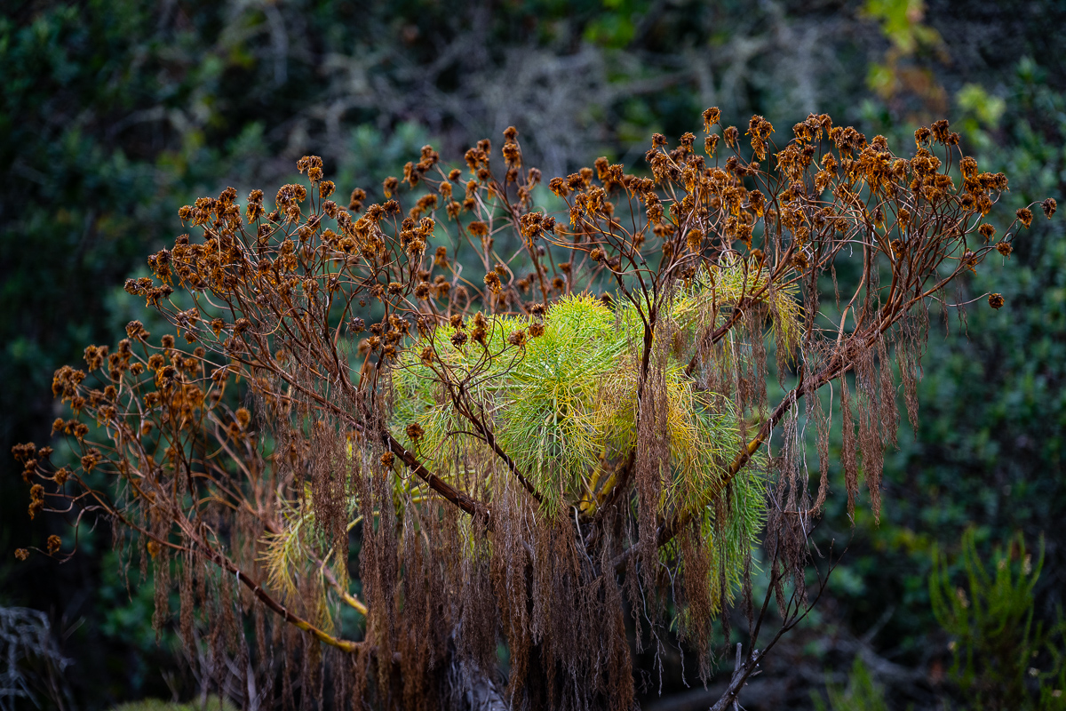 DSC_4348.jpg