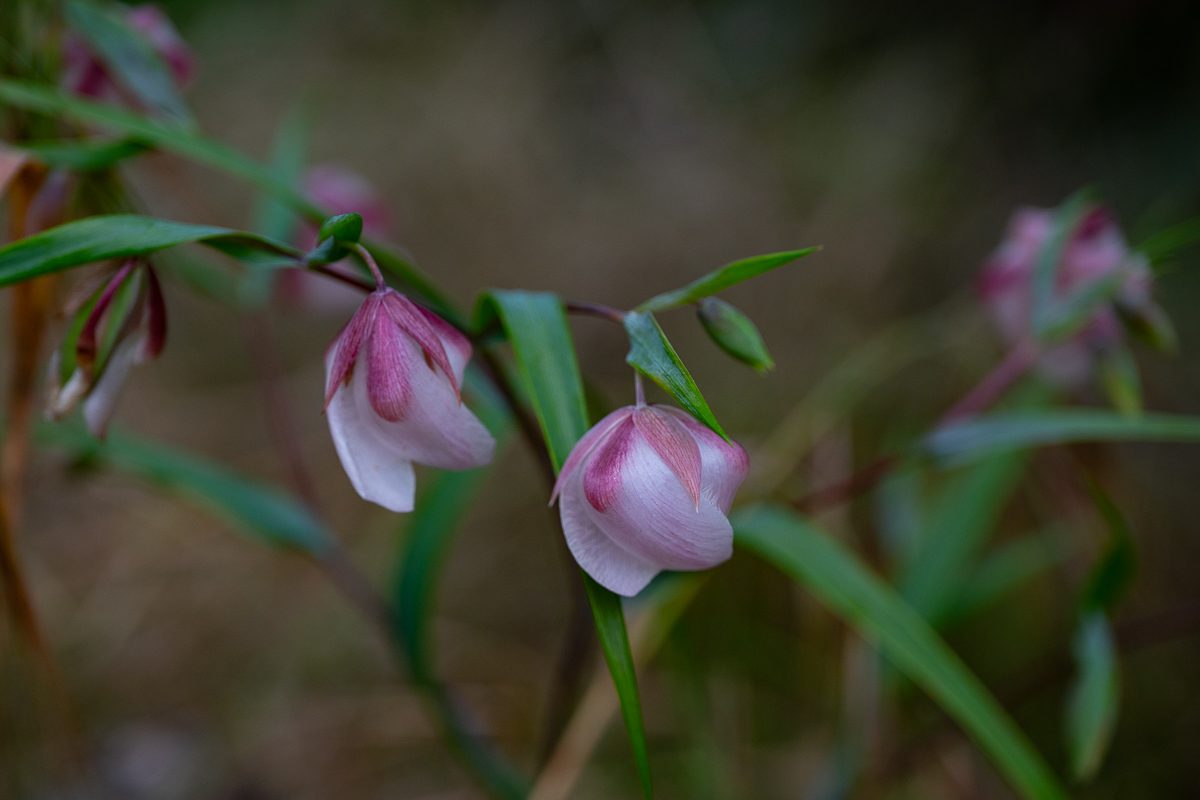 DSC_4350.jpg