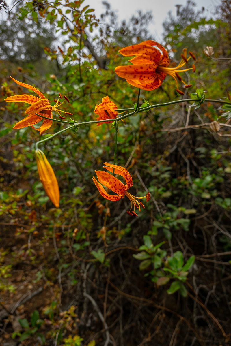 DSC_4368.jpg