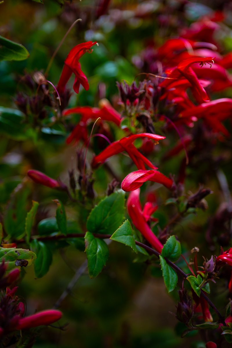 DSC_4384.jpg