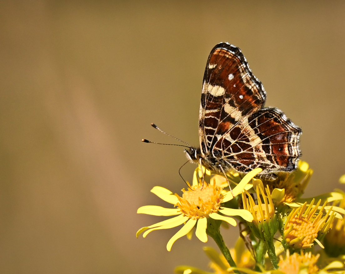 DSC_4408.jpg