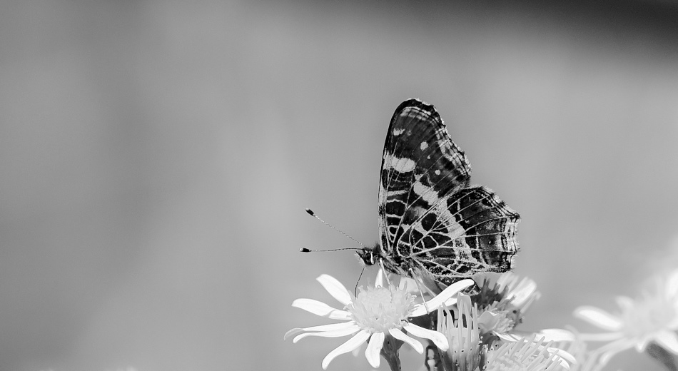 DSC_4409.jpg