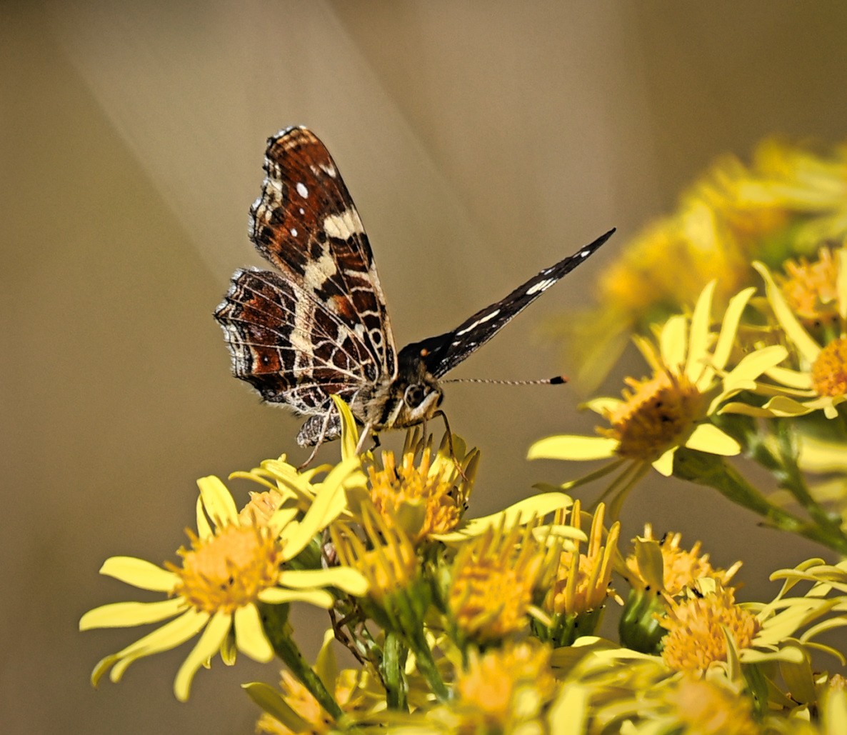 DSC_4411.jpg