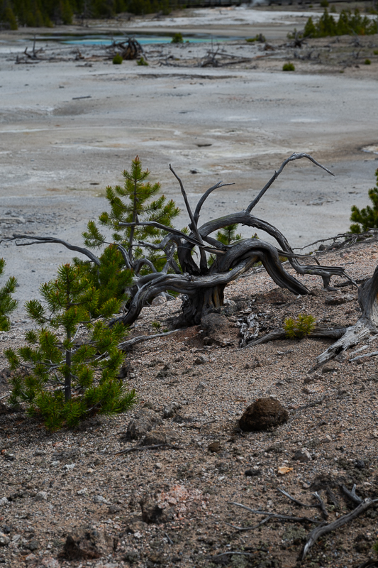 DSC_4430.jpg