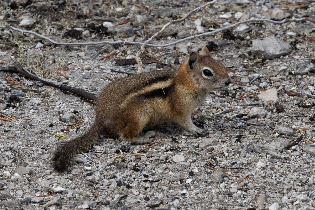 DSC_4433.jpg