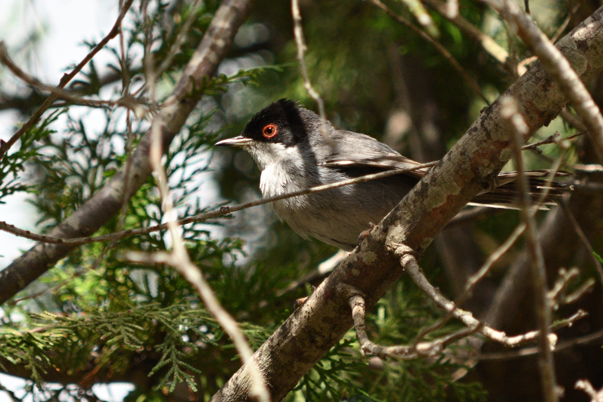 DSC_4461.JPG