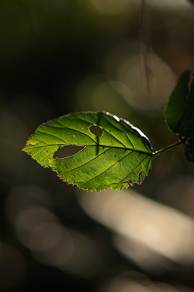 DSC_4473_NIKON Z 5_1200.jpg