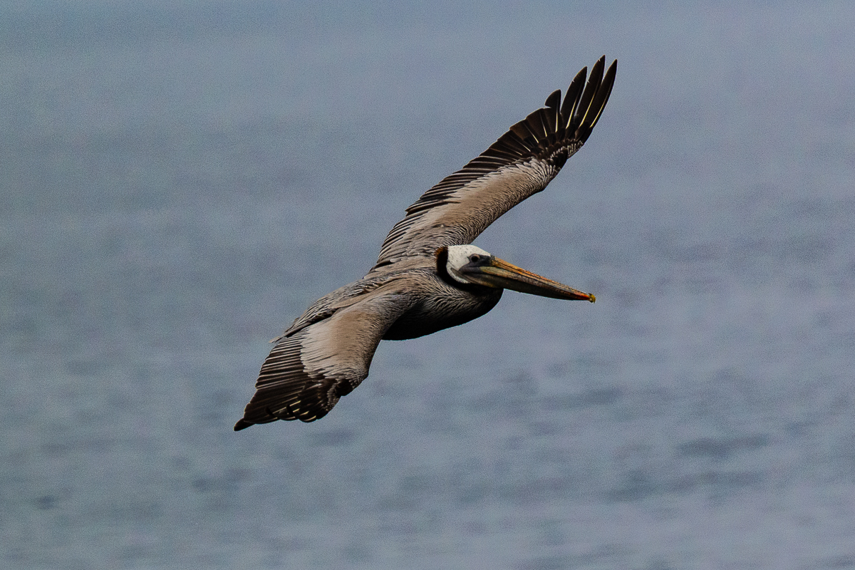 DSC_4480.jpg
