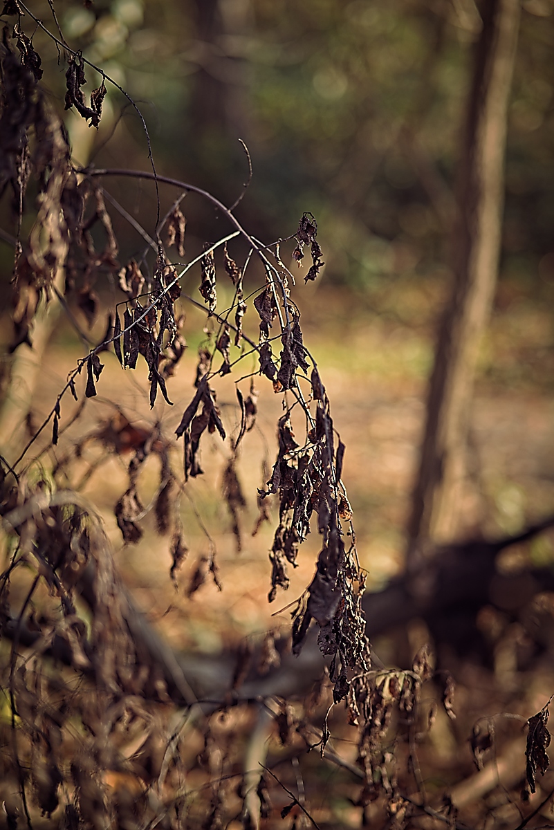 DSC_4480_NIKON Z 5_1200.jpg