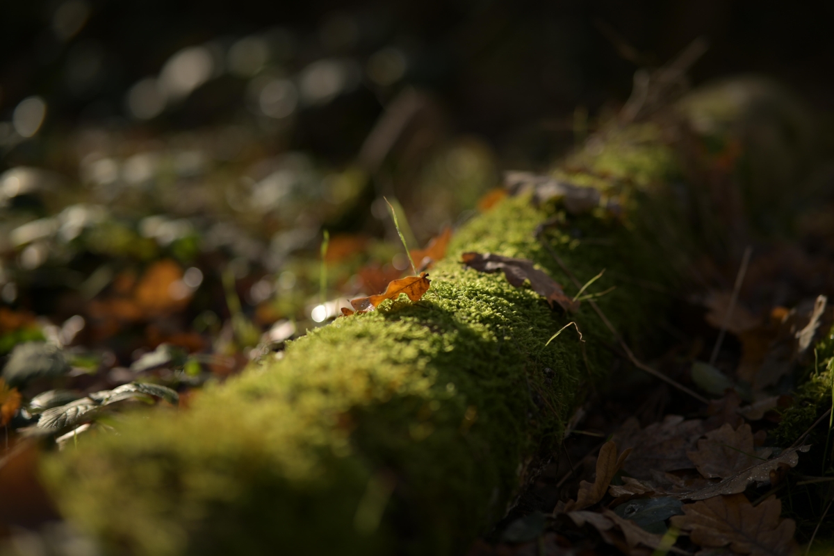 DSC_4507_1200.jpg