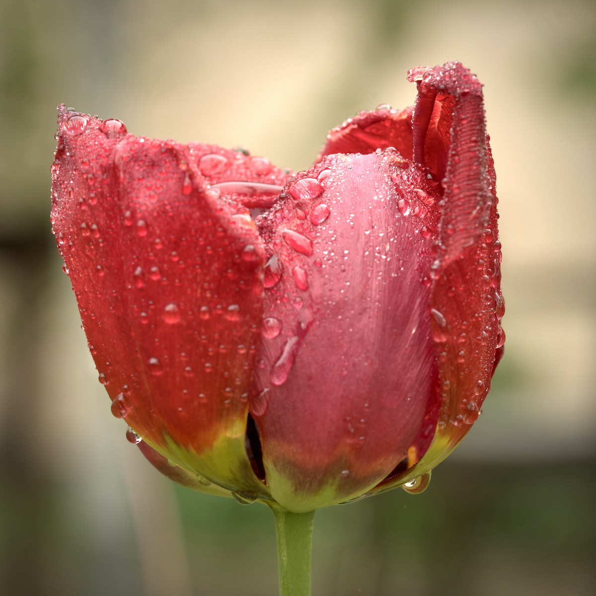 DSC_4511_1.jpeg