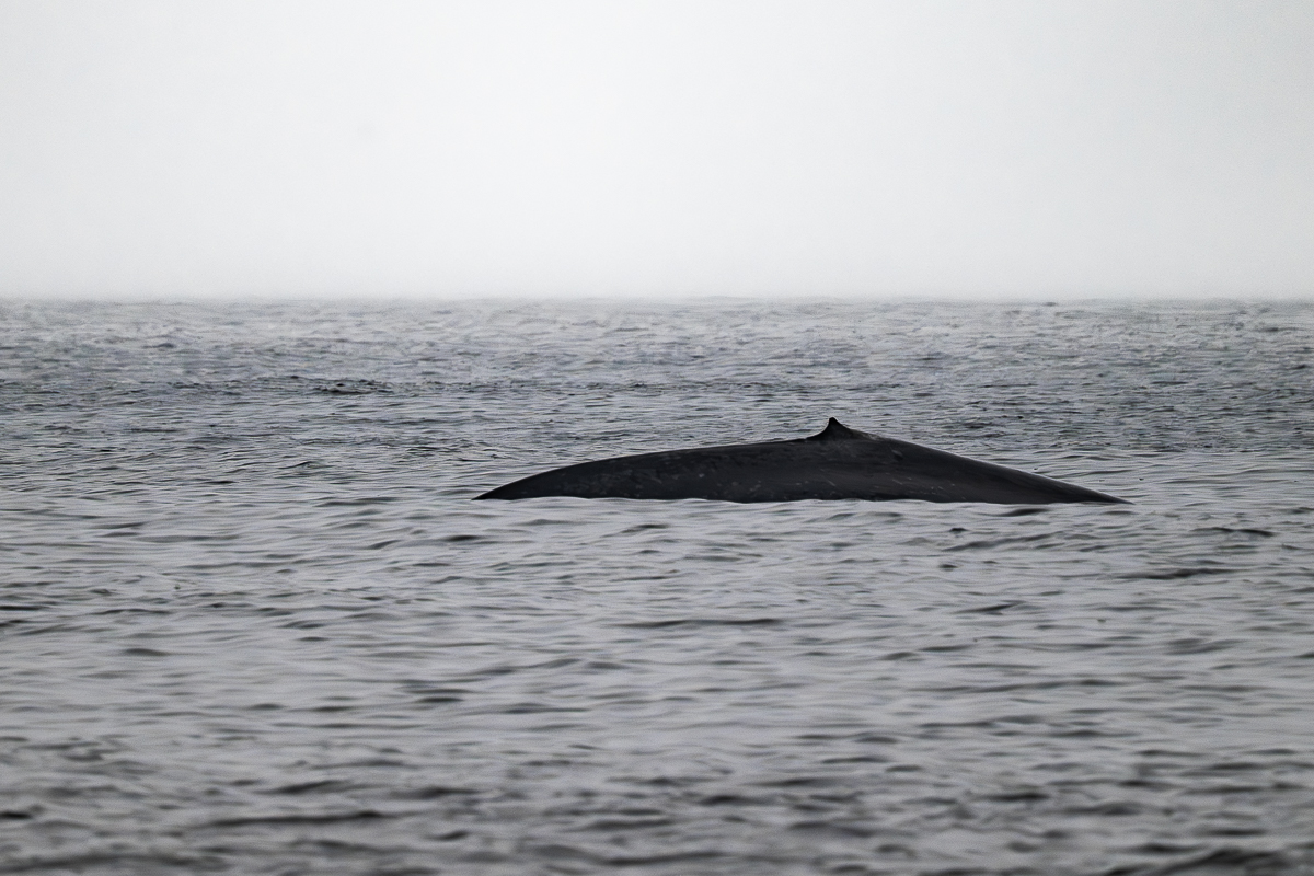 DSC_4517.jpg