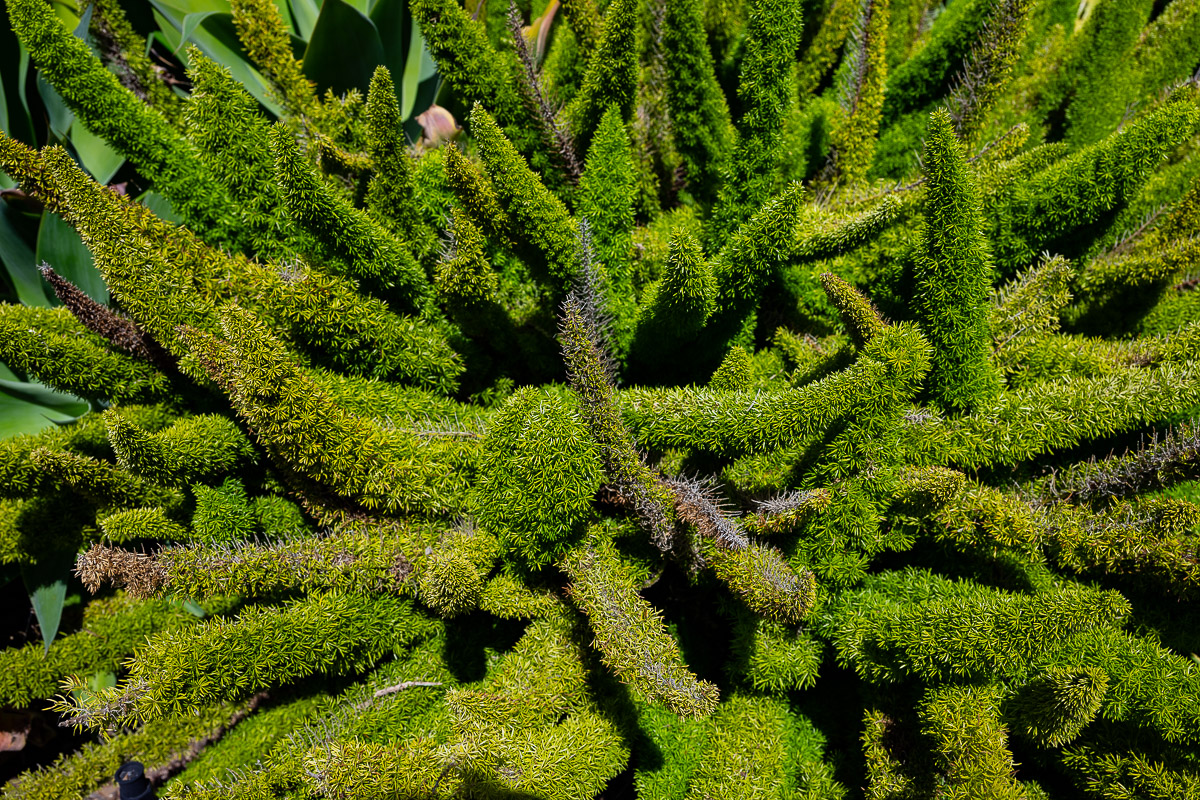 DSC_4537.jpg