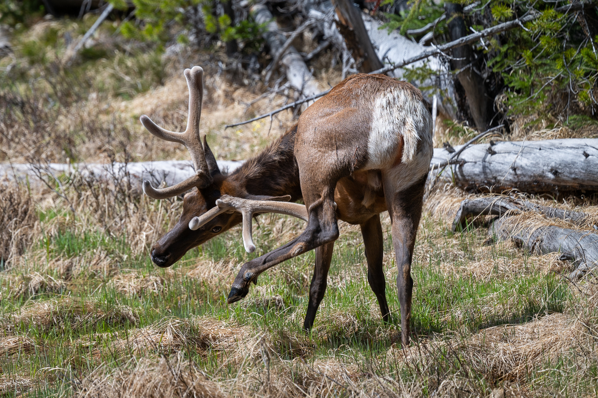 DSC_4540.jpg
