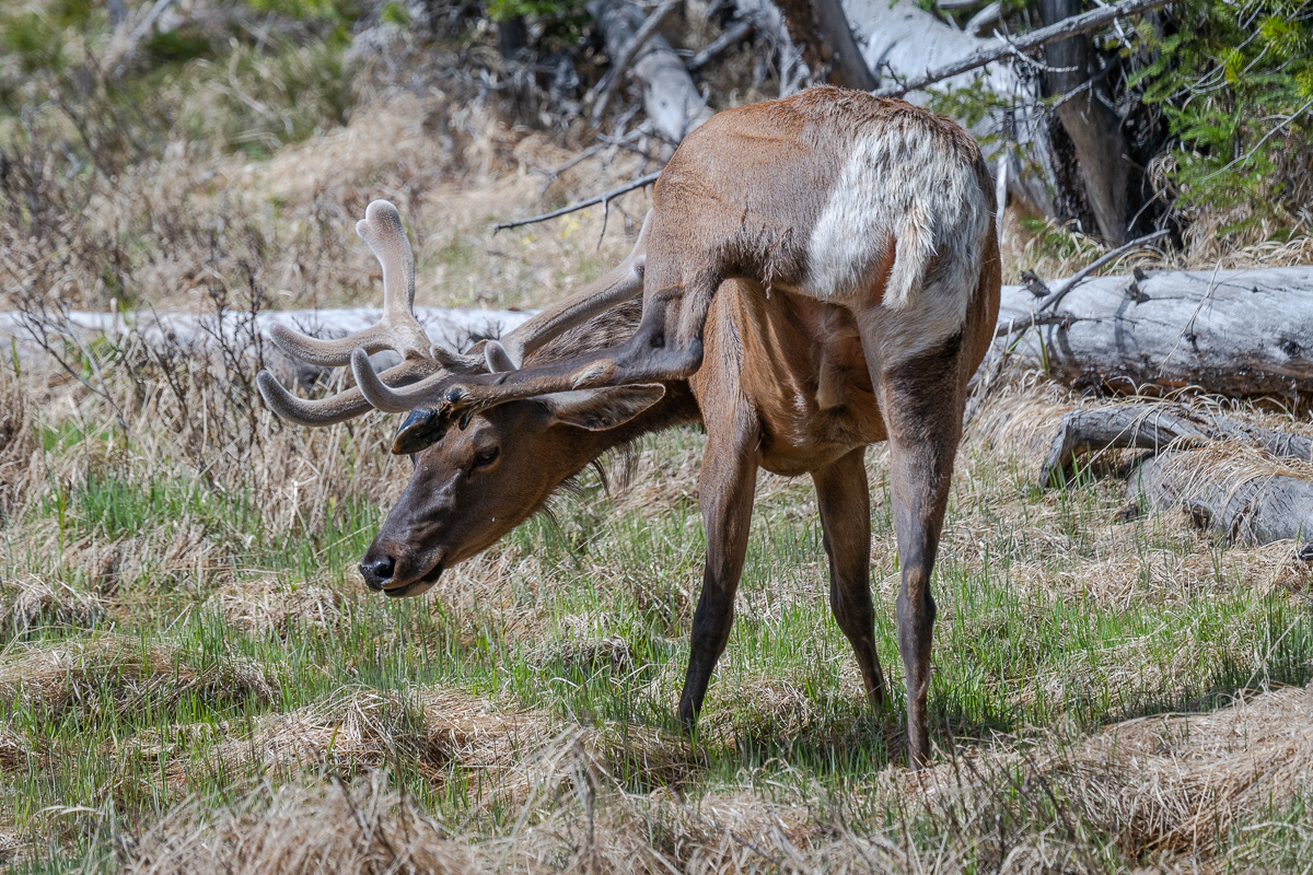 DSC_4548.jpg