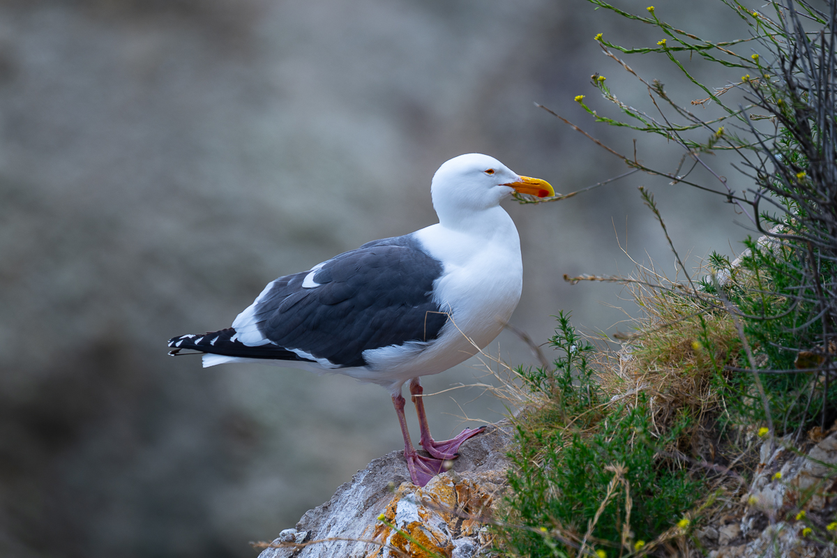 DSC_4563.jpg