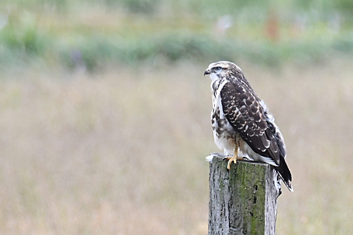 DSC_4565.jpg