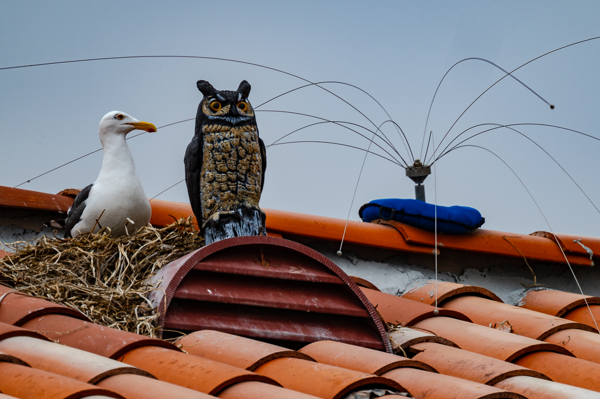 DSC_4572.jpg
