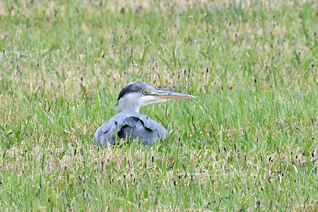 DSC_4576.jpg