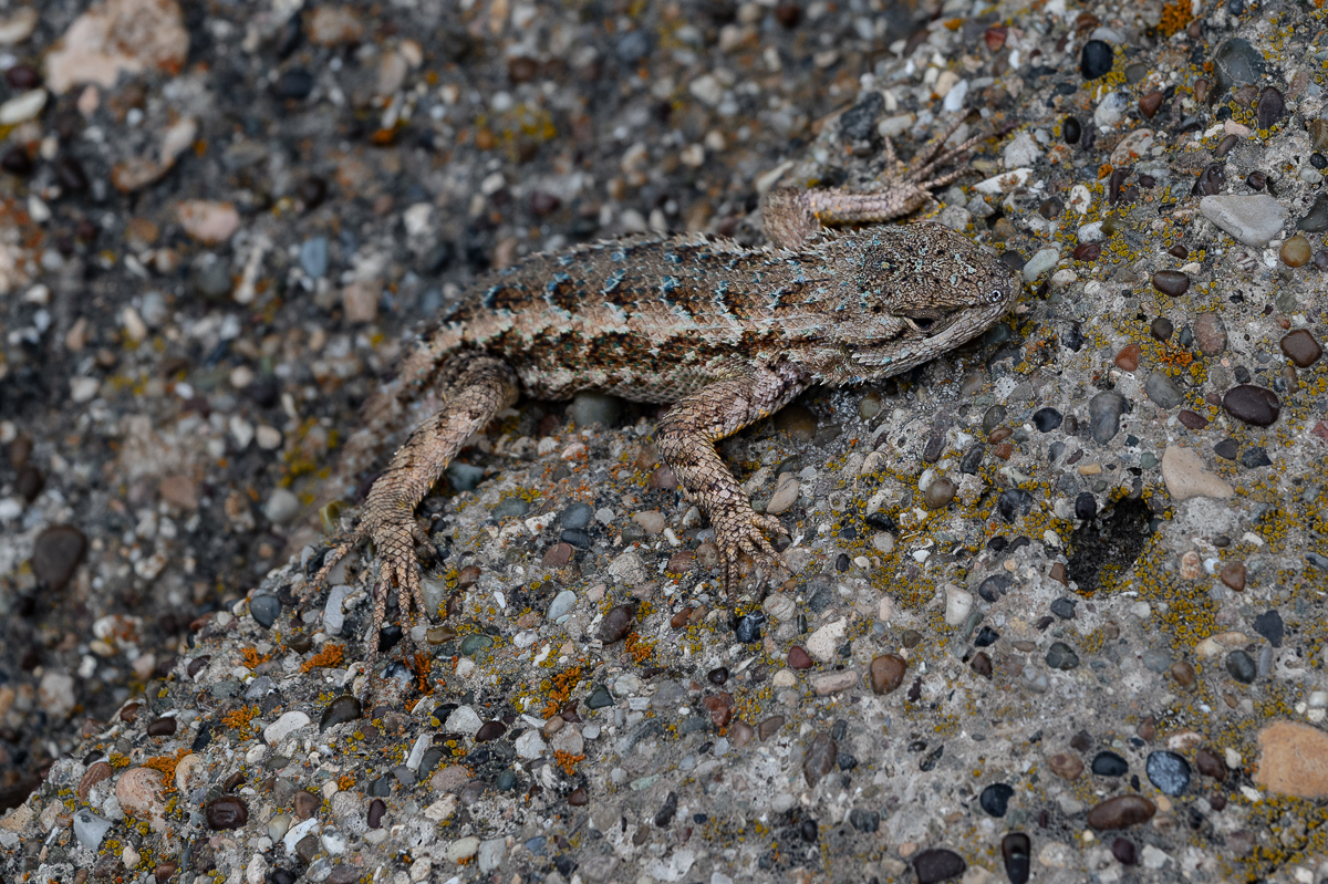 DSC_4584.jpg